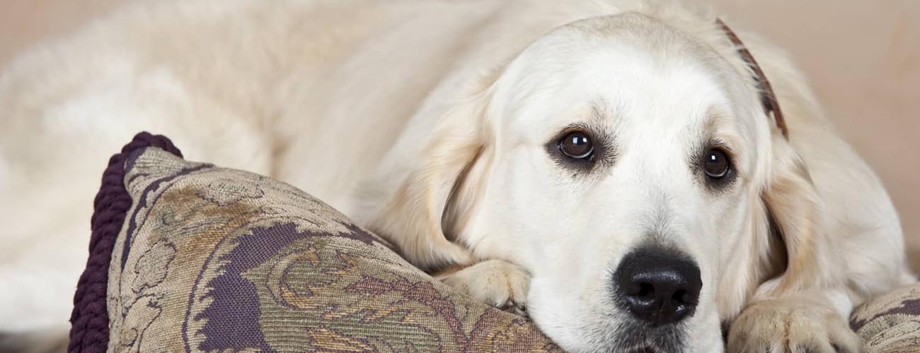 Area - Oriental Rug Cleaning Palm Beach Gardens | Oriental Rug Care ... Rug cleaning palm beach gardens